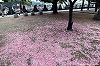 八重桜うれしく散る